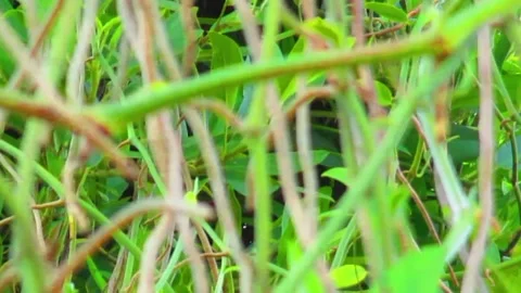 Roots creeping up Stock Footage 221866458