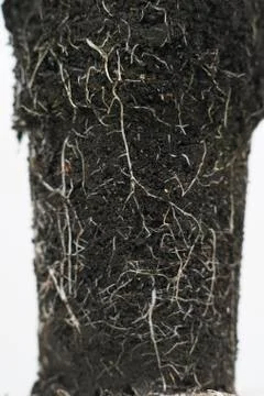 The roots of cucumber seedlings Stock Photos