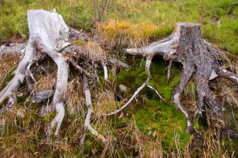 Roots of Cut Down Trees Stock Photos