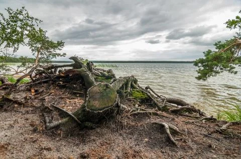 The roots of the cut tree in the foreground under the dramatic sky Stock Photos