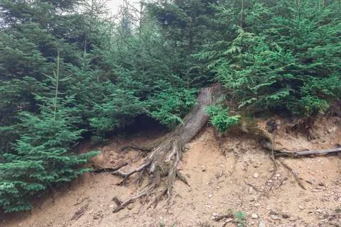 The roots of the cut tree in the forest, sticking out from under the spruces Stock Photos