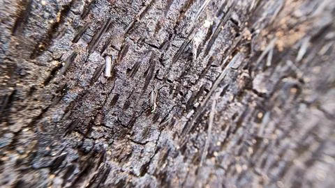 The roots of a dead coconut tree Stock Photos