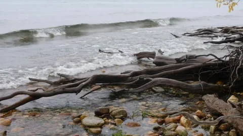 The roots of dead trees are Stock Footage 334587037