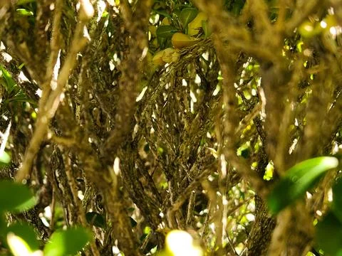 Roots of a dense tree Stock Photos