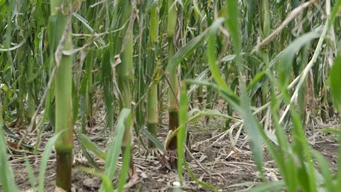 Roots from a destroyed corn plant, dead leaves wave in wind, natural disaster Stock Footage 158744715