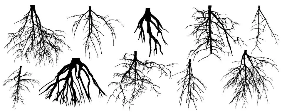 Roots of different trees, set. Rootage. Vector illustration. Illustrazione stock