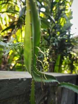 Roots dragon fruit Stock Photos