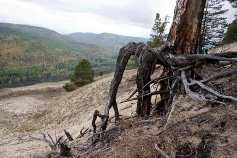 Roots of a dry tree. Stock Photos
