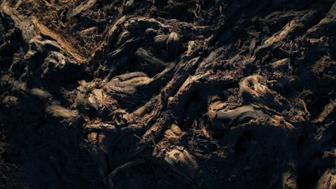 Roots In The Earth Nature Background - Top And Side Lighting Stock Footage 134470824