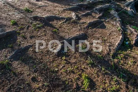 Roots that emerge from the soil Stock Photos