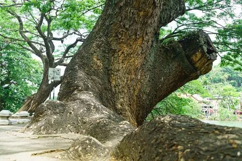 Roots that emerge from the soil to the surface of the bark are in the park. Stock Photos
