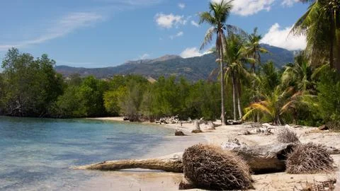 Roots of fallen down palm trees at the coast line on a white sand beach. Stock Photos