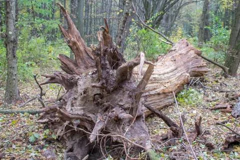 The roots of the fallen to the ground of an old tree in the forest Stock Photos