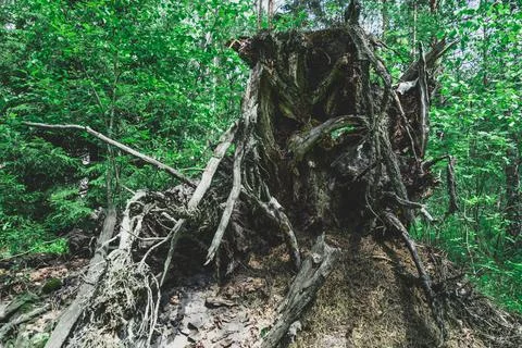 The roots of the fallen old tree were coming out of the ground Stock Photos