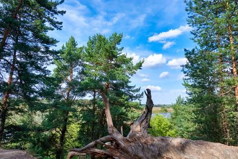 The roots of a fallen pine against the background of pines and the sky Stock Photos