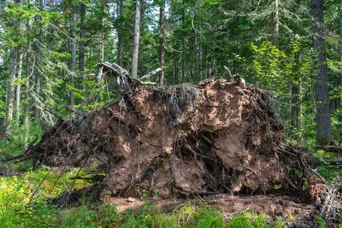 Roots of a fallen tree in the forest. Consequences of a storm in the forest Stock Photos