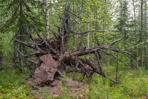 Roots of a fallen tree in the forest. Consequences of a storm in the forest Stock Photos