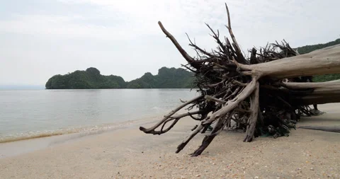 Roots of fallen tree lying on Tanjung Rhu beach looking to sea, calm water Video stock 315205914