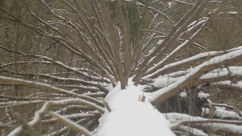 The roots of a fallen tree in the snow, abstract Stock Footage 124155836
