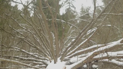 The roots of a fallen tree in the snow Stock Footage 124155963