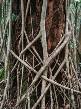 The roots of a fig tree are strangling a tree trunk in the rainforest, Cap... Stock Photos