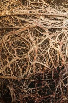 Roots of a flower Stock Photos
