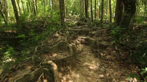 Roots Video stock 21894518