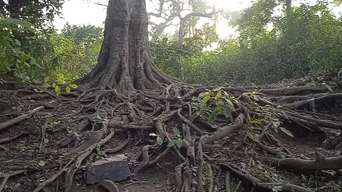 Roots Stock Footage