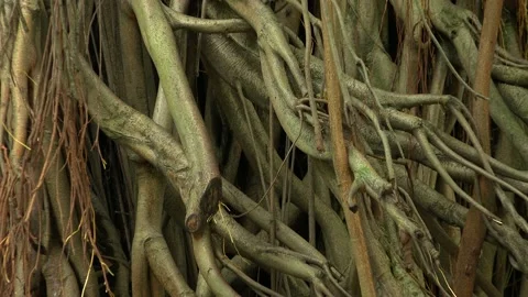 Roots Stock Footage 154123537