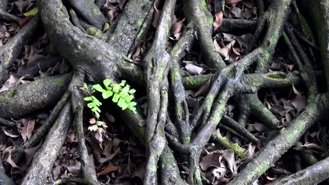 Roots Stock Footage 154126317