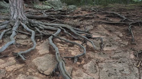 Roots Stock Footage 283469165