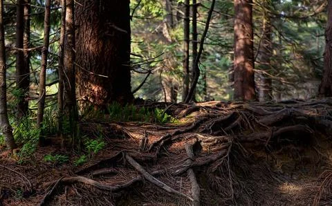 The roots of the forest nature tree Stock Photos