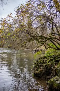 Roots of forest over river Stock Photos