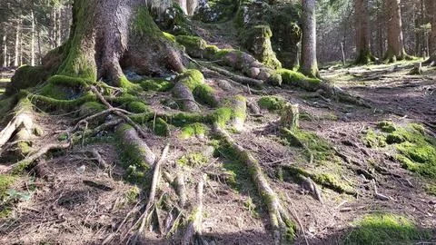Roots in a forest Stock Photos