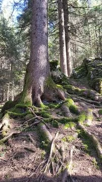 Roots in a forest Stock Photos