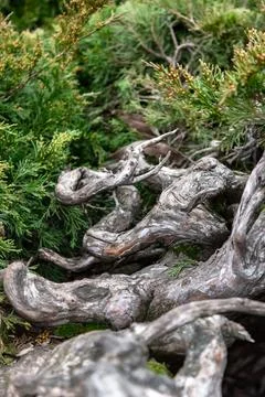 The roots in the forest Stock Photos