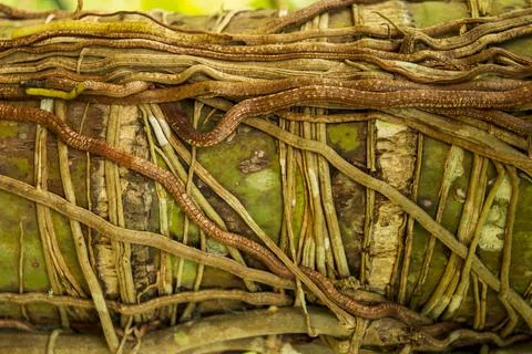 Roots forming texture pattern background Stock Photos