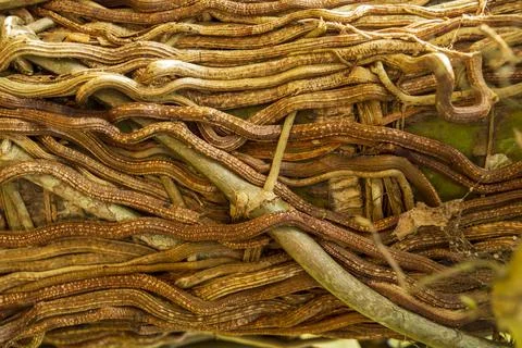 Roots forming texture pattern background Stock Photos