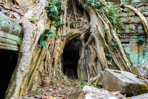 Roots of giant tree on the atient old Ta Phrom Temple, Angkor Wat, Cambodia Stock Photos