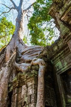 Roots of giant tree on the atient old Ta Phrom Temple, Angkor Wat, Cambodia Stock Photos