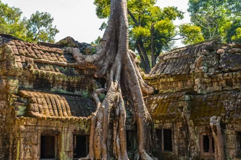Roots of giant tree on the atient old Ta Phrom Temple, Angkor Wat, Cambodia Stock Photos