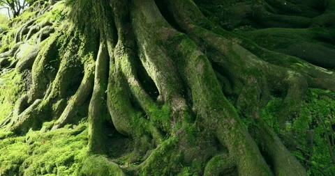 The Roots of the Giant Tree Stock Footage 332337186