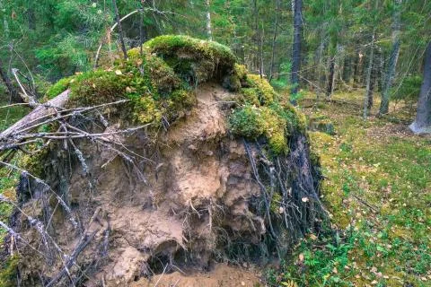 The roots with the ground of a large fallen tree in the autumn forest. Stock Photos