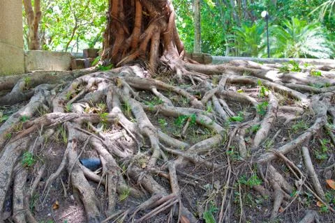 The roots on the ground. Stock Photos