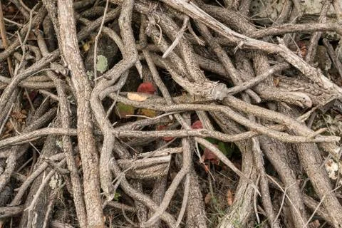   roots on the ground Stock Photos