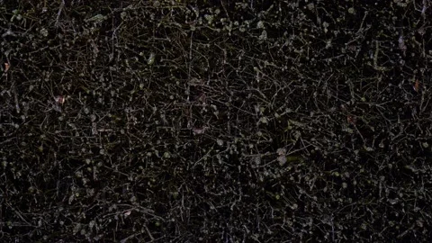 Roots growing in moister environment over the ground.Drops of rain falling down. Stock Footage 203967973