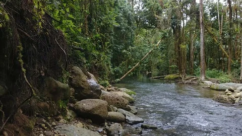Roots hanging from vertical hill side falling into river in tropical rainforest Stock Footage 95590840