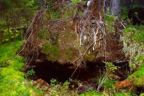The roots of a huge fallen pine tree in the taiga in a swamp. Bushes with del Stock Photos