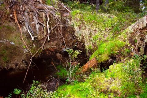 The roots of a huge fallen pine tree in the taiga in a swamp. Bushes with del Stock Photos