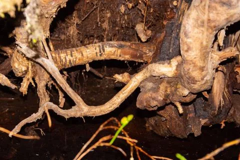 The roots of a huge fallen pine tree in the taiga in a swamp. Bushes with del Stock Photos